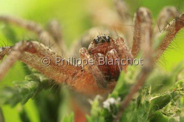 Agelenidae_1810.JPG - France, Morbihan (56), Araneae, Agelenidae, Araignée, Agélène à labyrinthe (Agelena labyrinthica), Labyrinth Spider